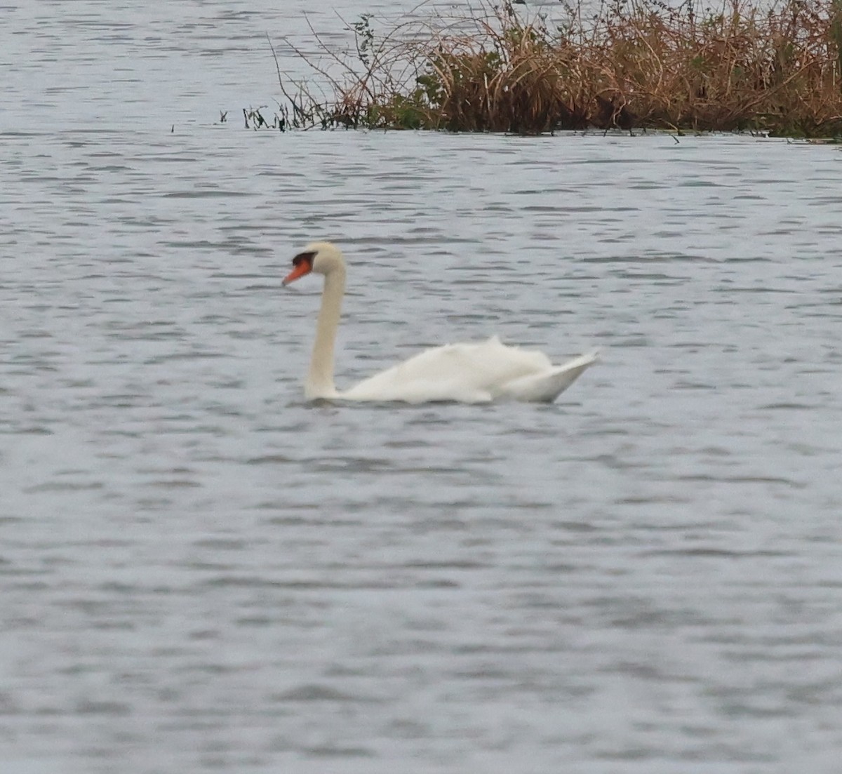 Cygne tuberculé - ML644624989
