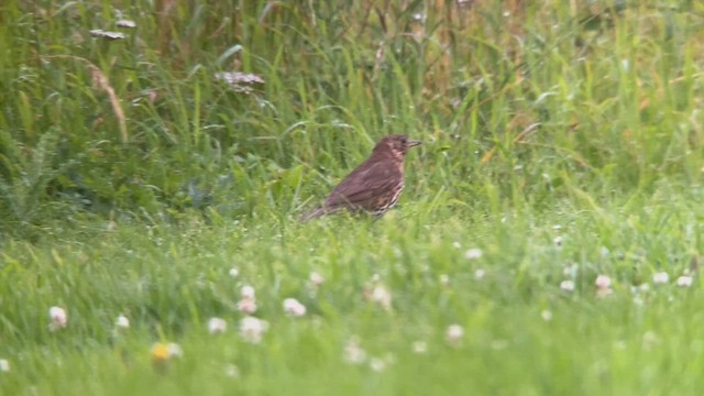 Song Thrush - ML644624994