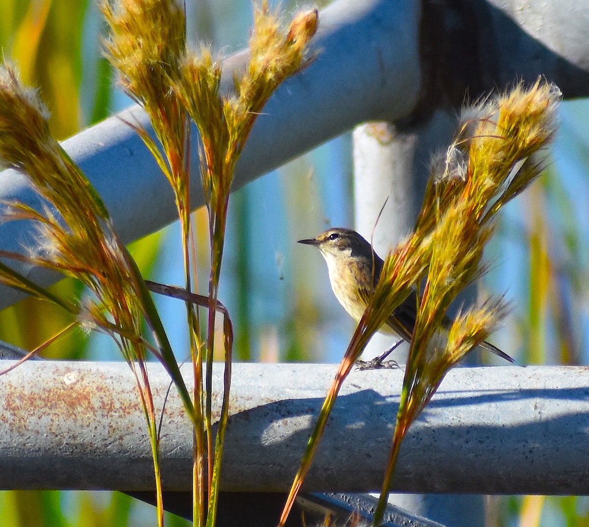ヤシアメリカムシクイ - ML644624996