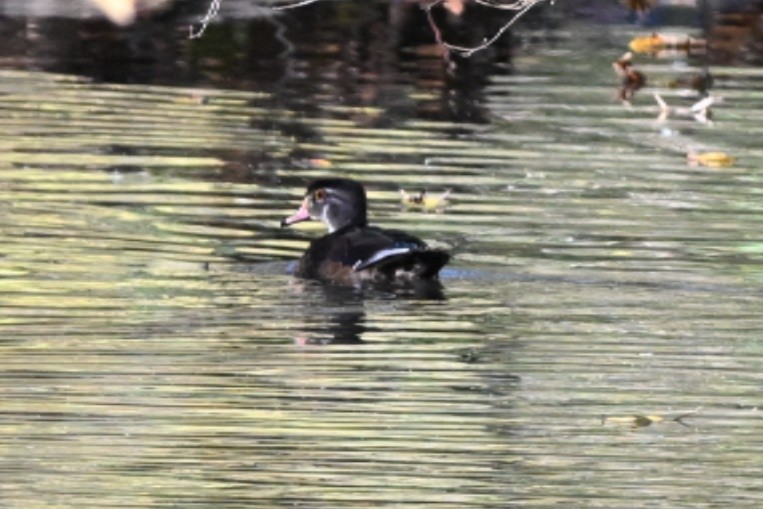 Wood Duck - ML644624997