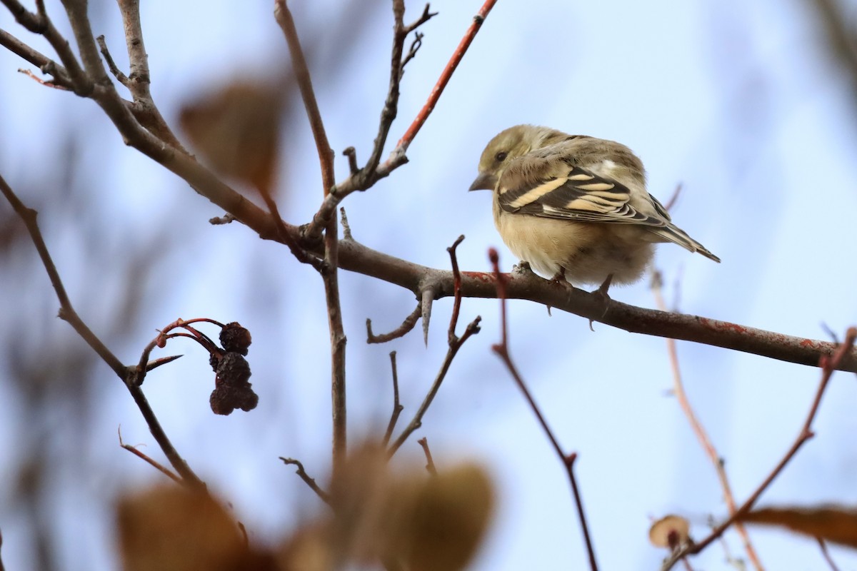 čížek žlutý - ML644625005