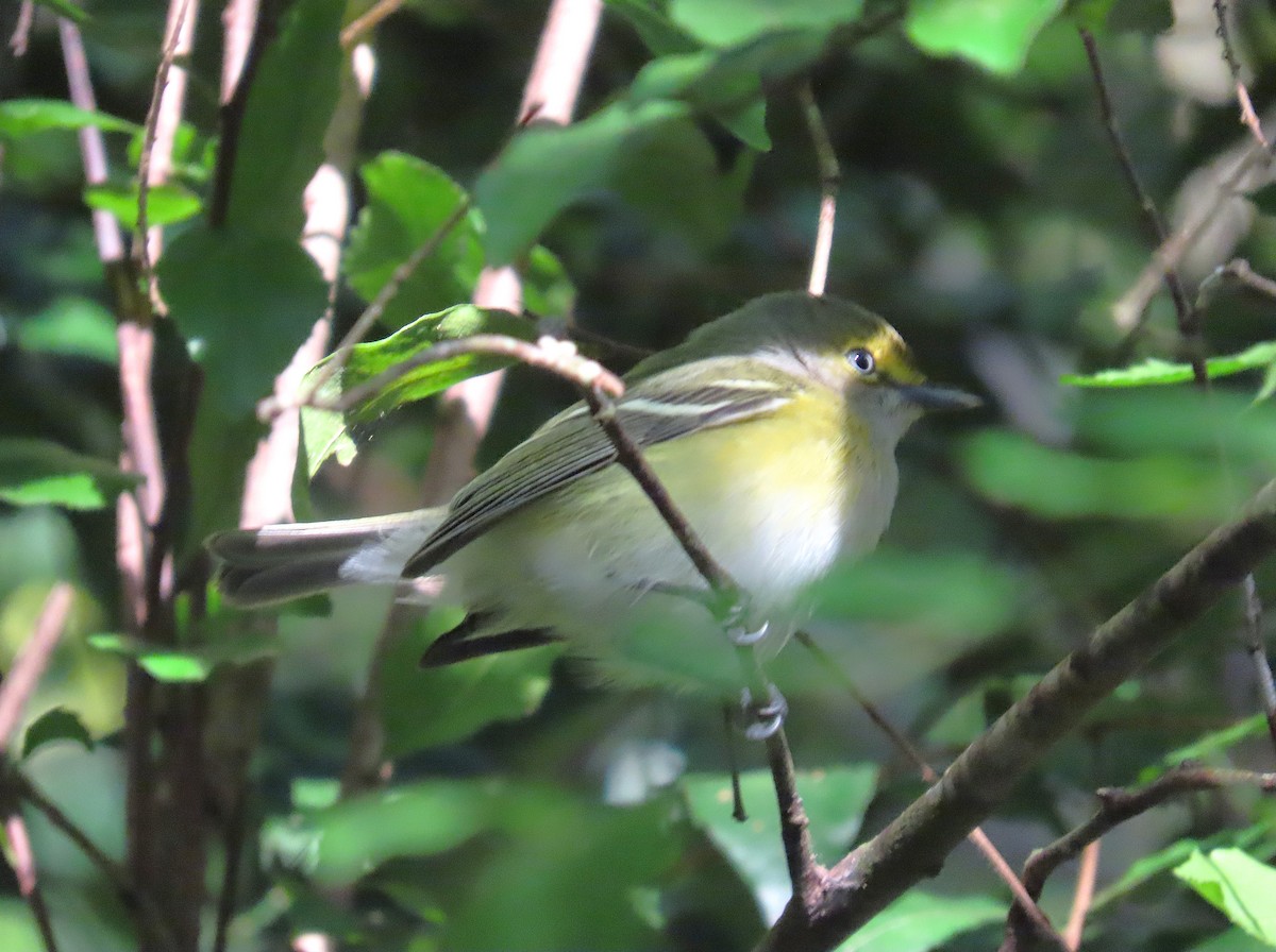 White-eyed Vireo - ML644625007