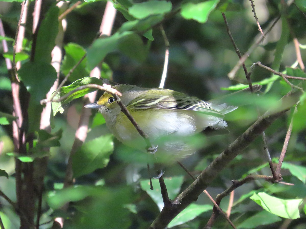 White-eyed Vireo - ML644625008