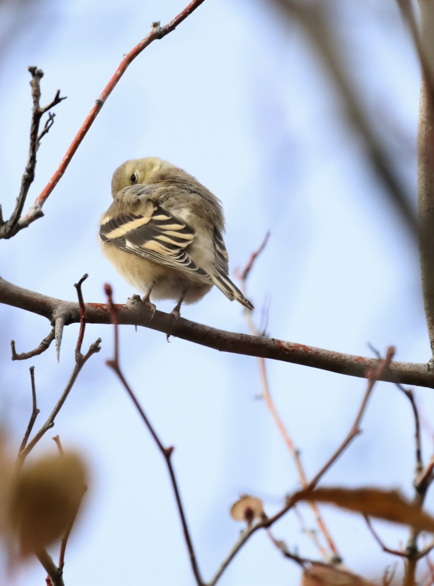 čížek žlutý - ML644625009