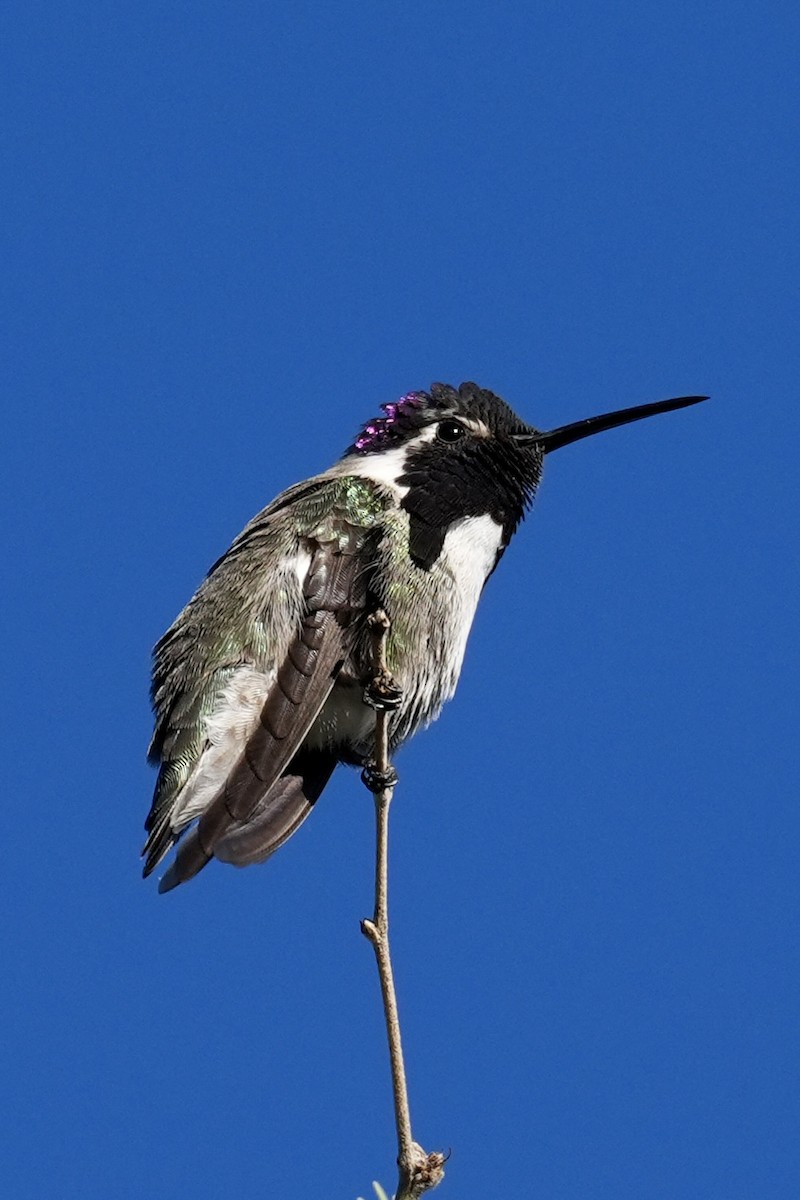 Фиалковый калипсо - ML644625010