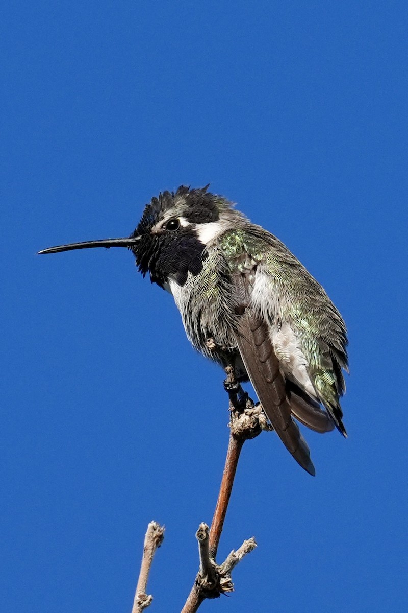 Фиалковый калипсо - ML644625011