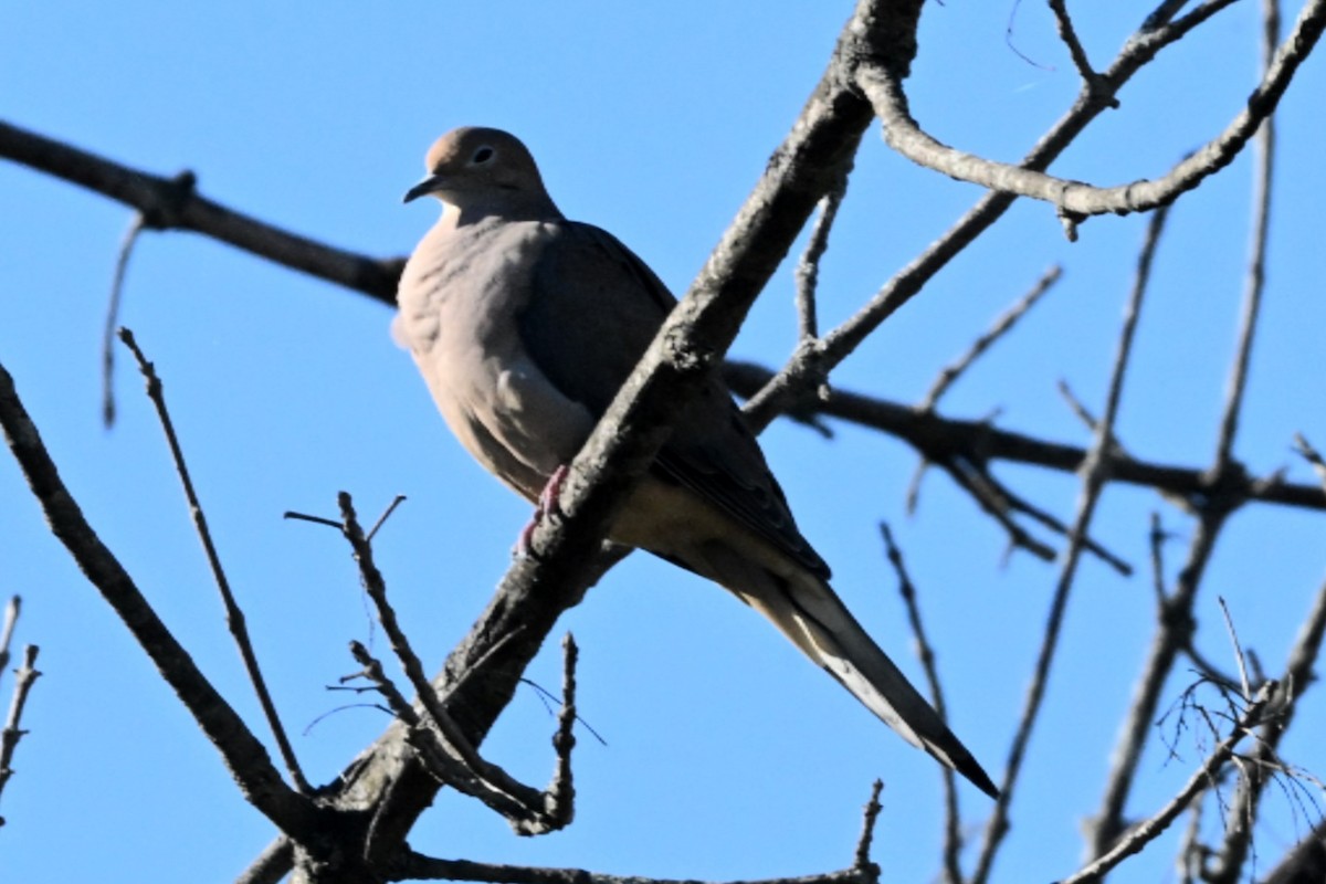 Mourning Dove - ML644625012