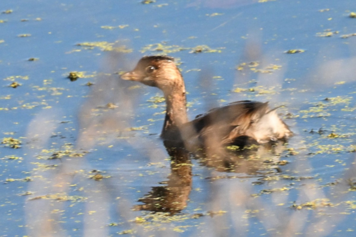 Pied-billed Grebe - ML644625017