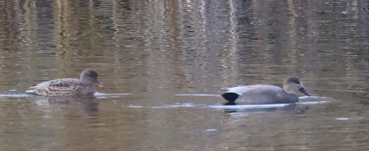 オカヨシガモ - ML644625018