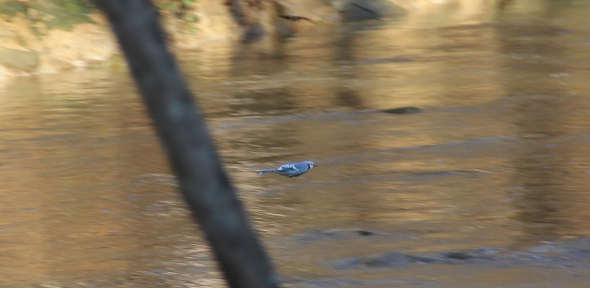 Geai bleu - ML644625022