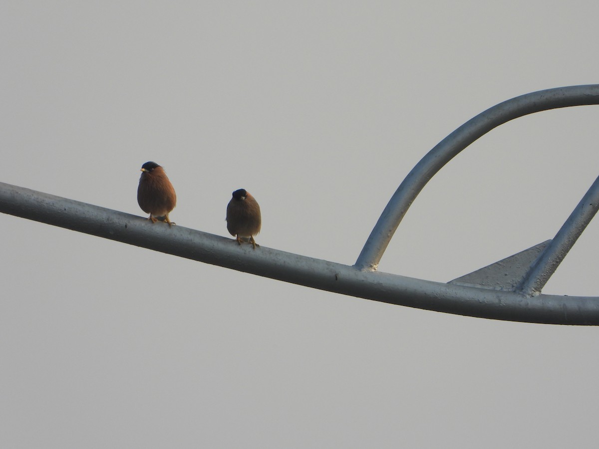 pagodestær - ML644625025