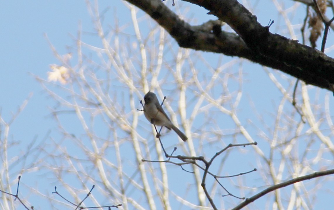 Tufted Titmouse - ML644625026