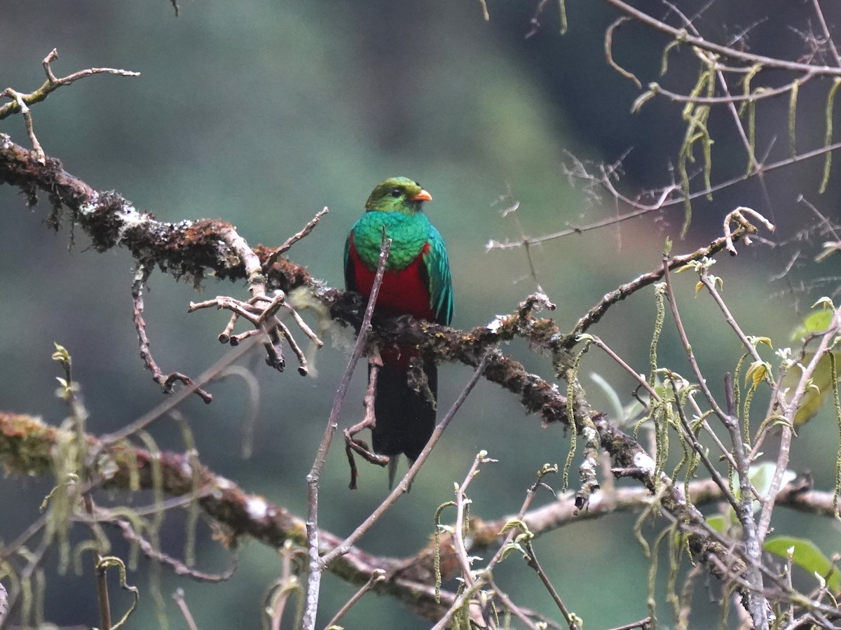 Goldkopftrogon - ML644625031