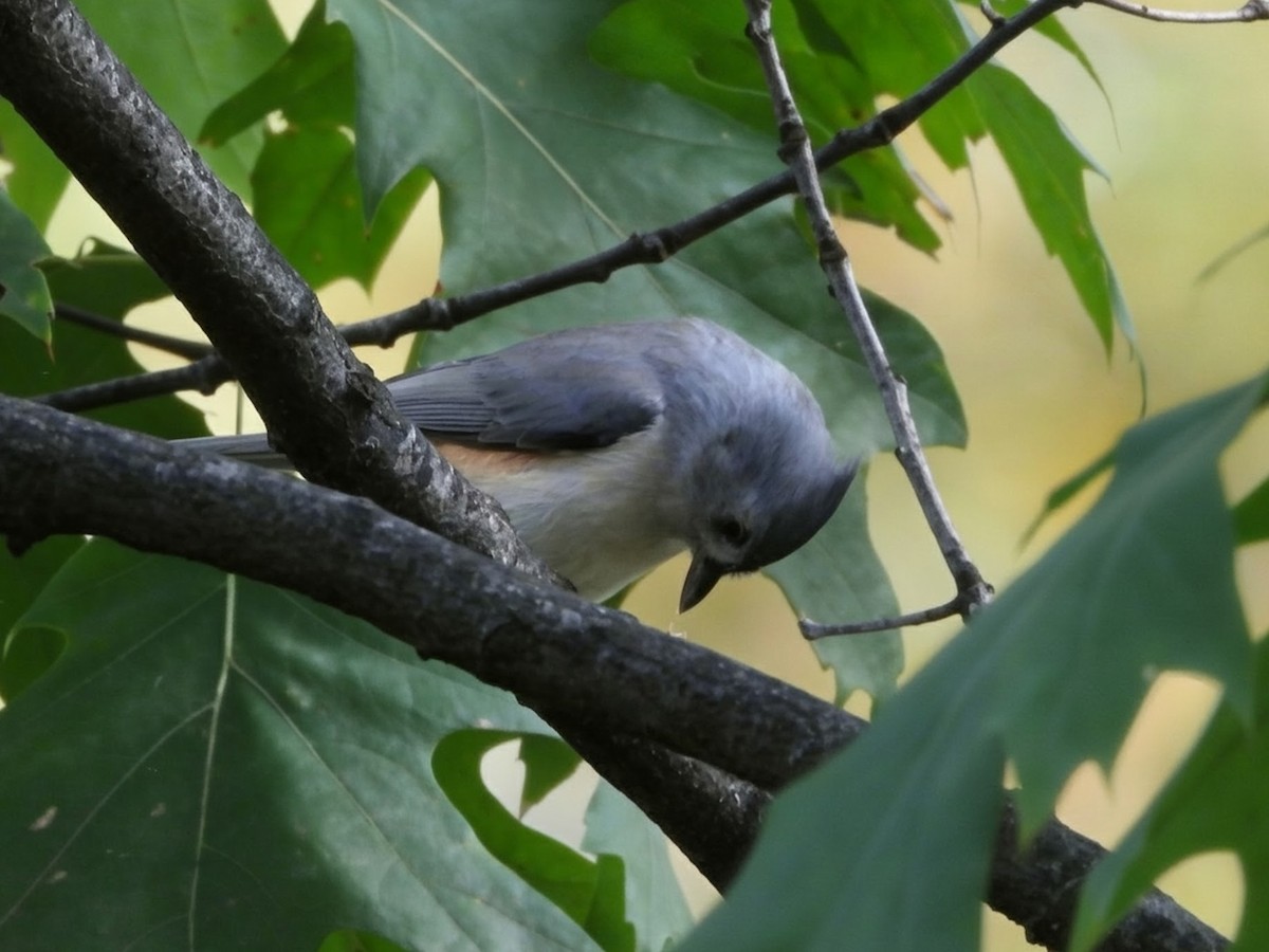 Tufted Titmouse - ML644625037