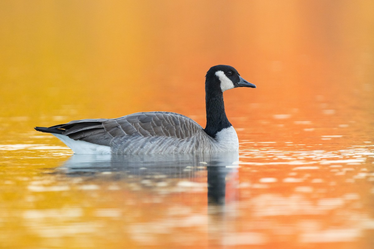 Branta kanadar handia - ML644625038