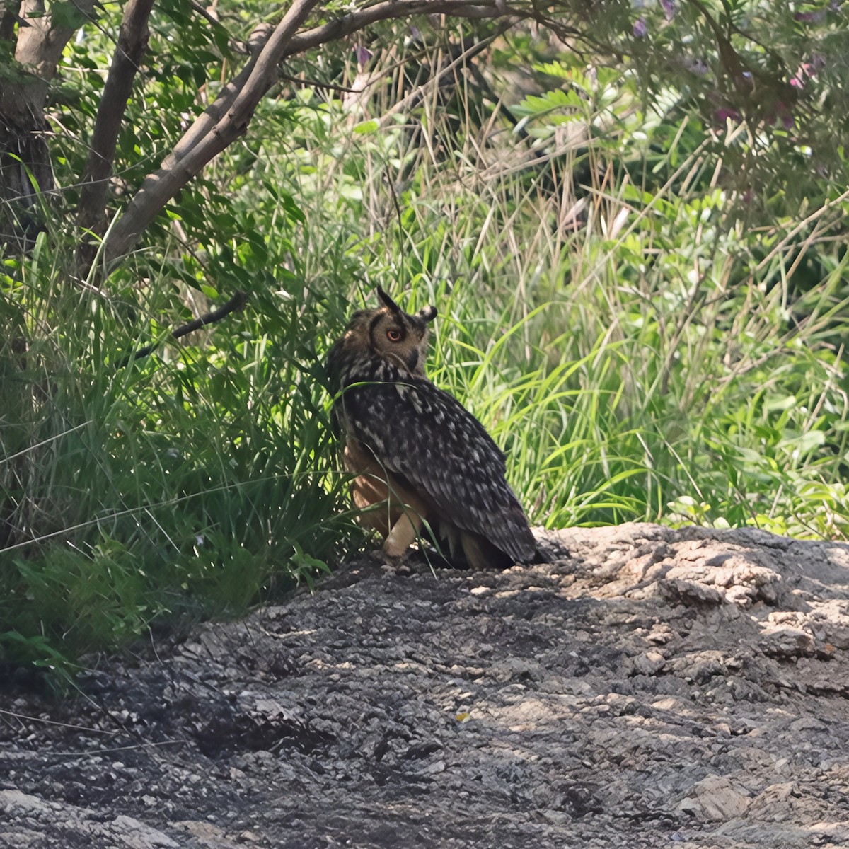 bengalhubro - ML644625039