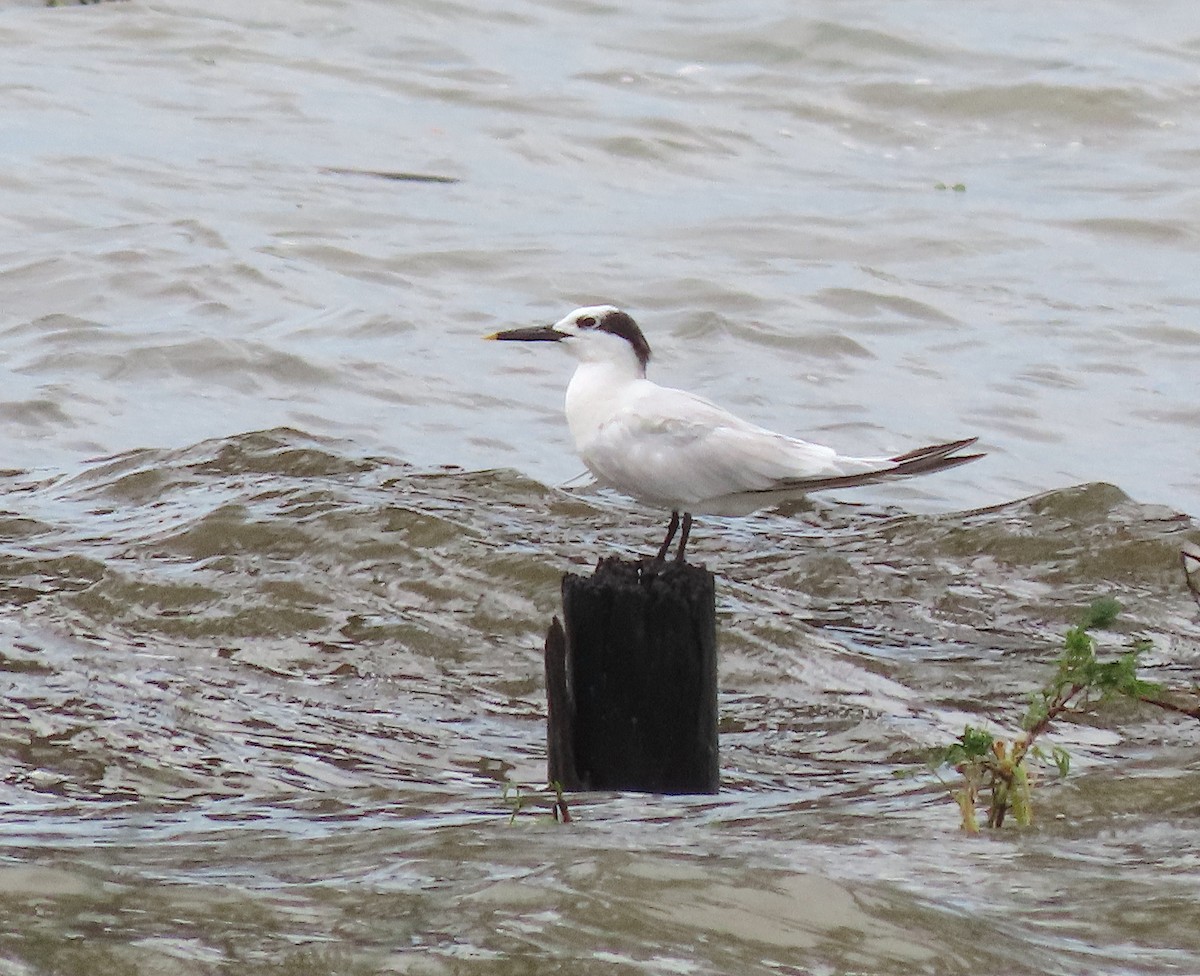 rybák severní - ML644625041