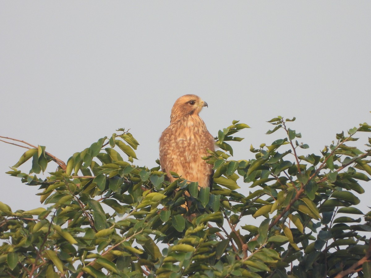 hvitøyevåk - ML644625042