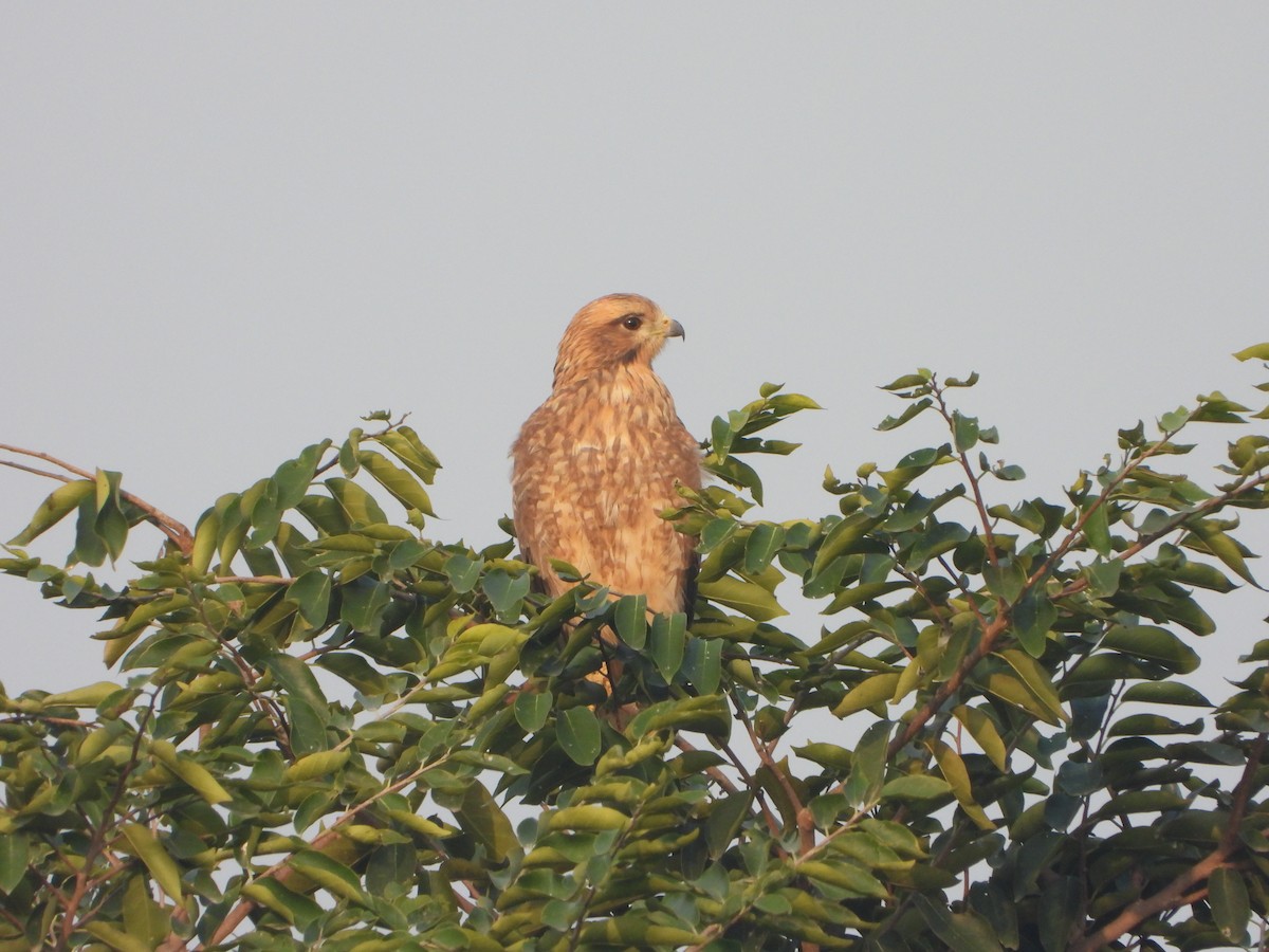 hvitøyevåk - ML644625043