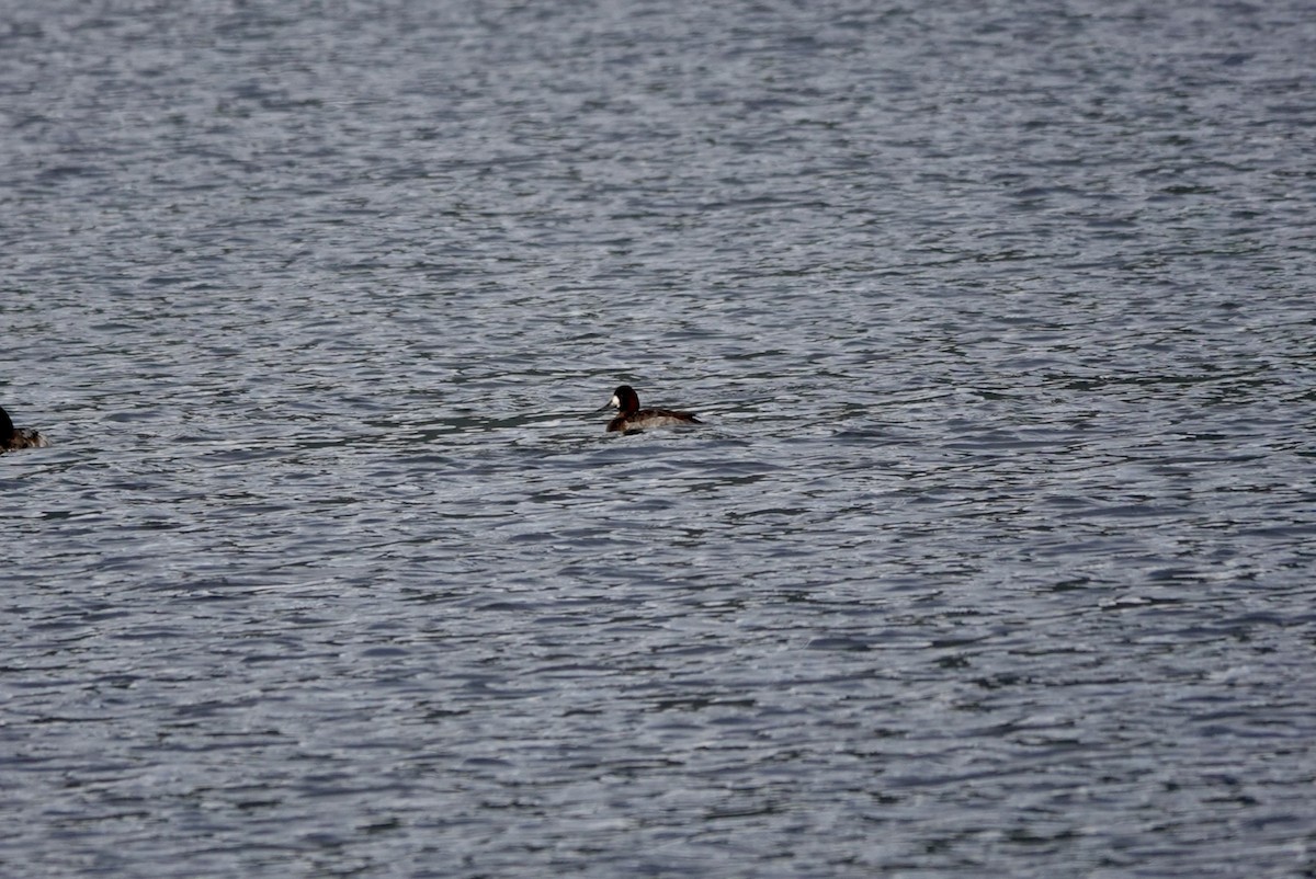 Greater Scaup - ML644625045