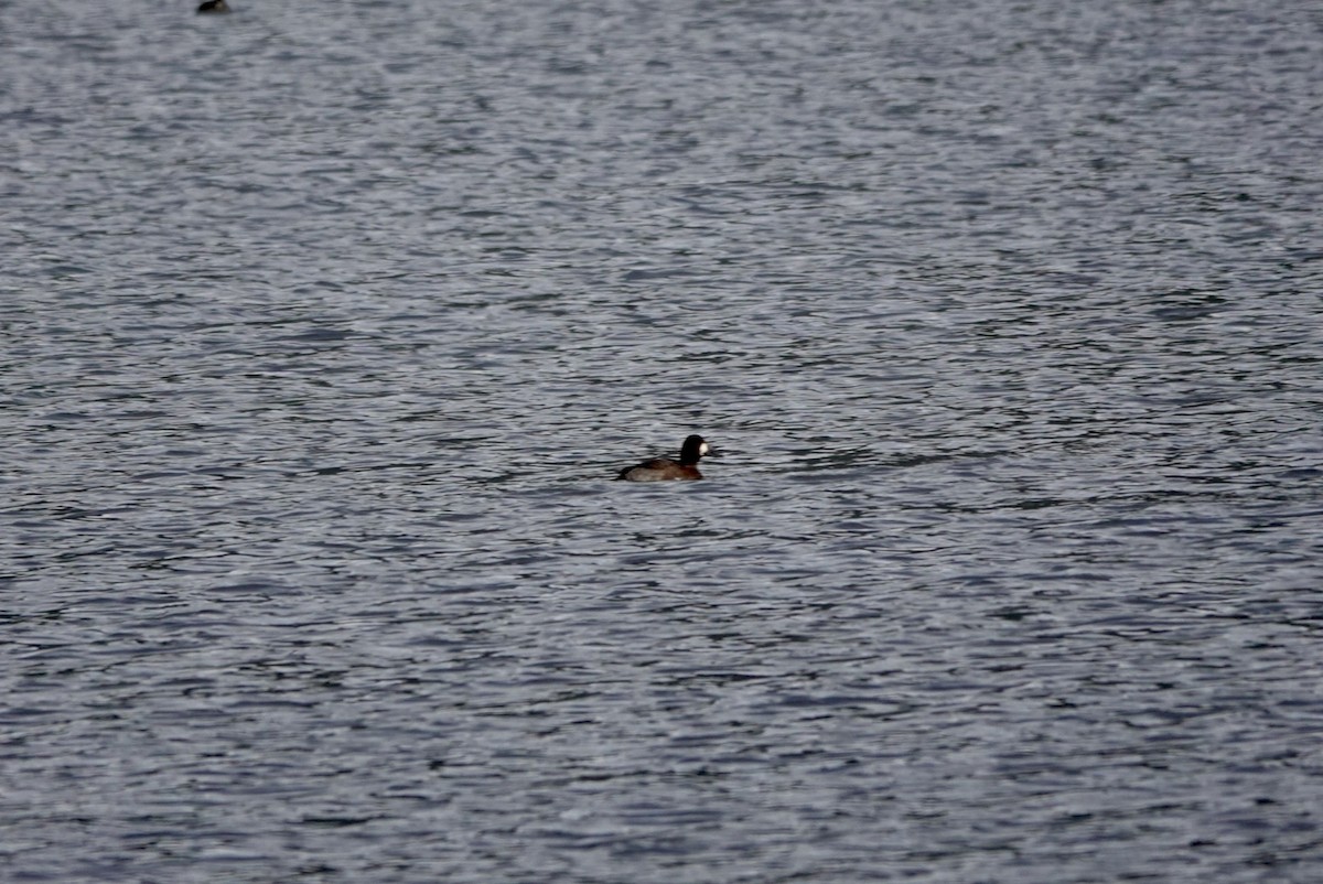 Greater Scaup - ML644625046