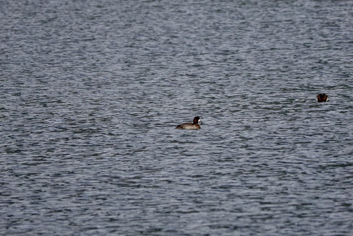 Greater Scaup - ML644625047