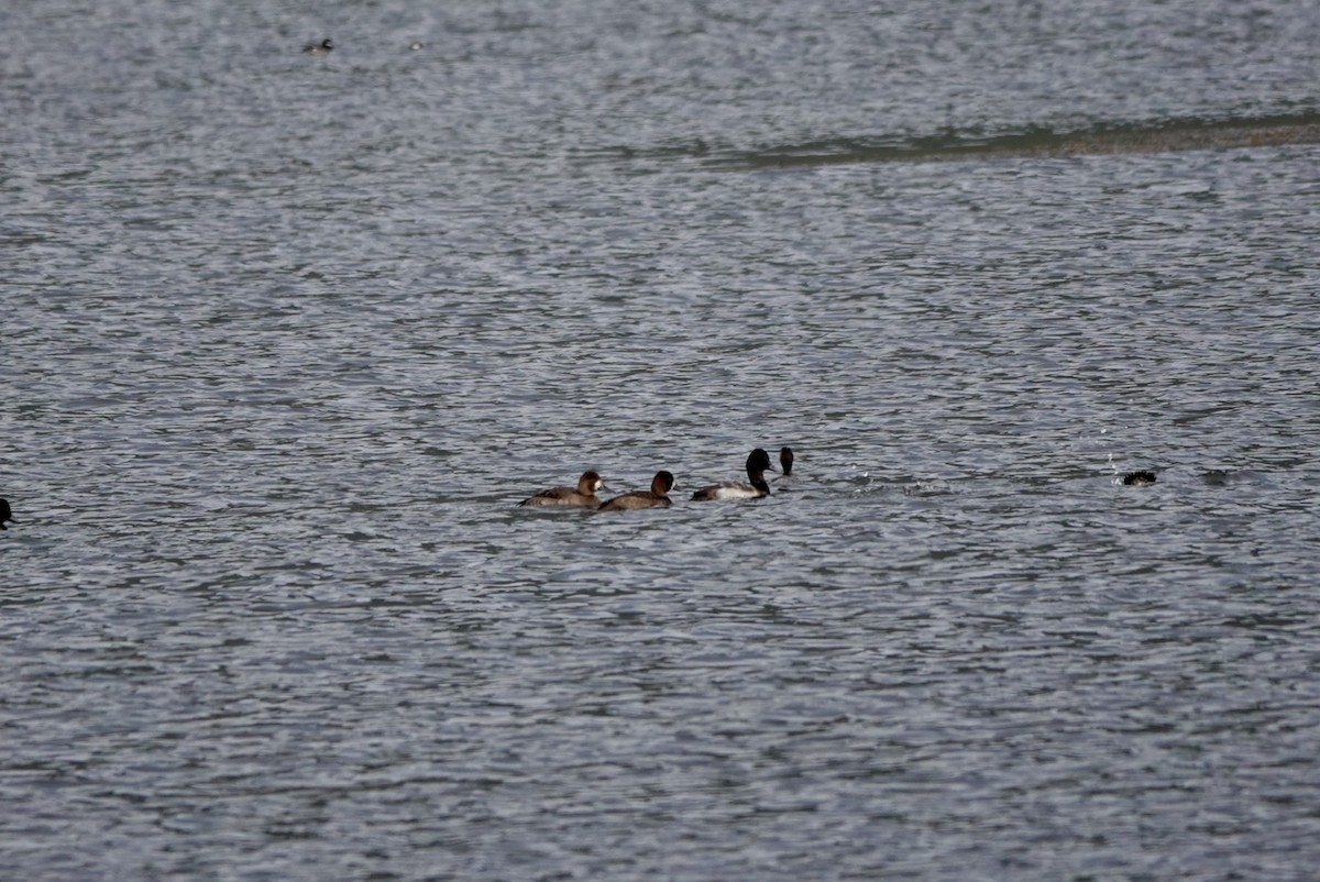 Greater Scaup - ML644625048