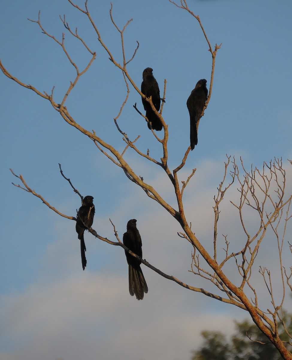 Smooth-billed Ani - ML644625049