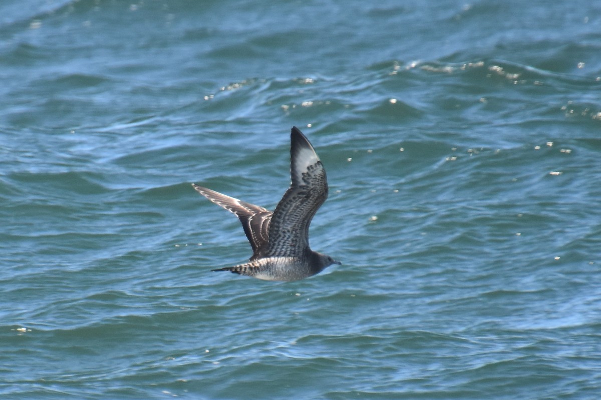 短尾賊鷗 - ML644625052