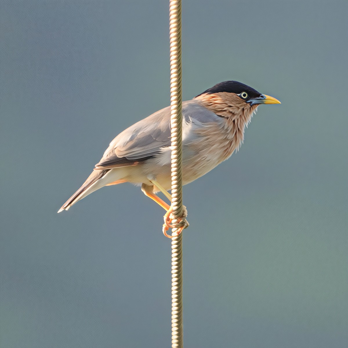 pagodestær - ML644625054