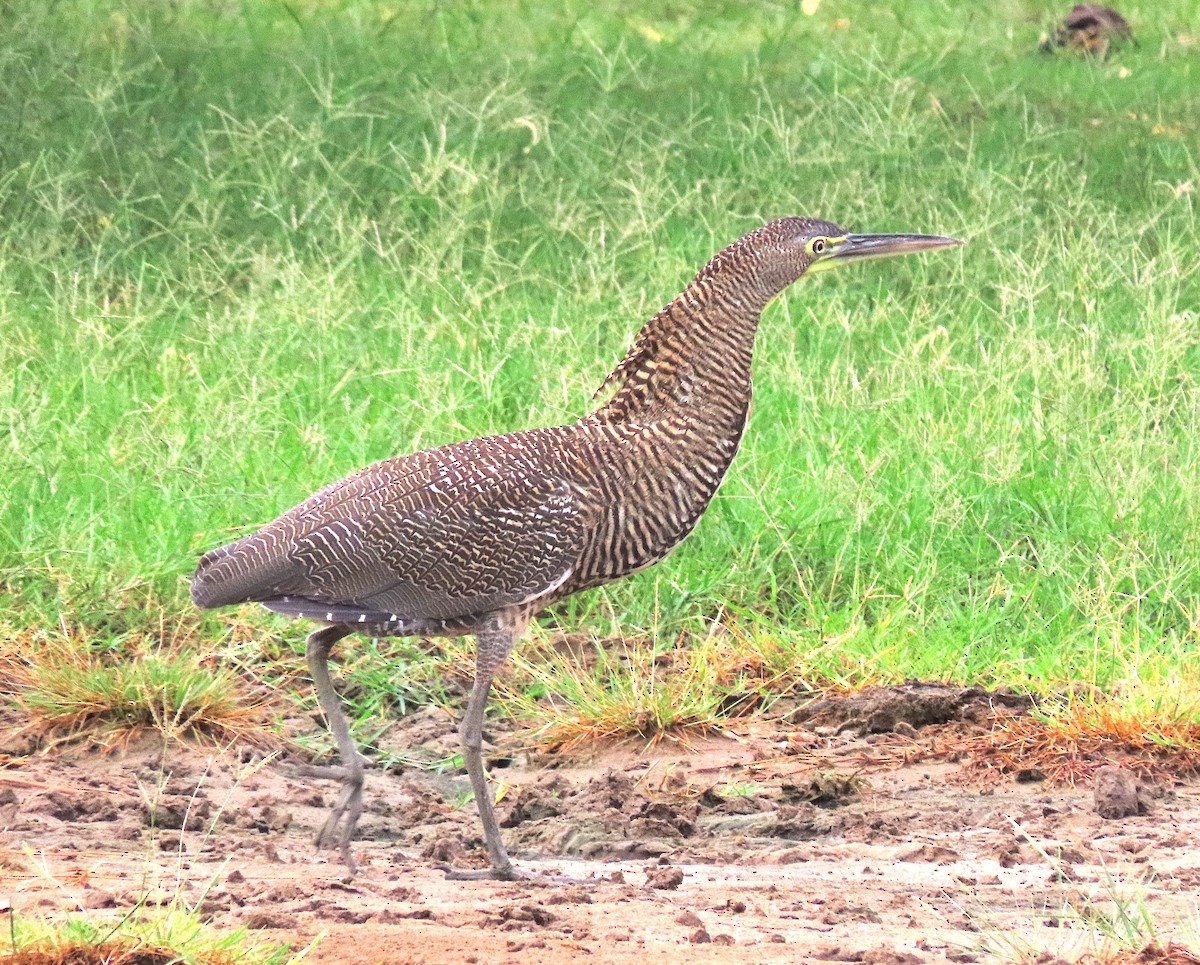 Bare-throated Tiger-Heron - ML644625060