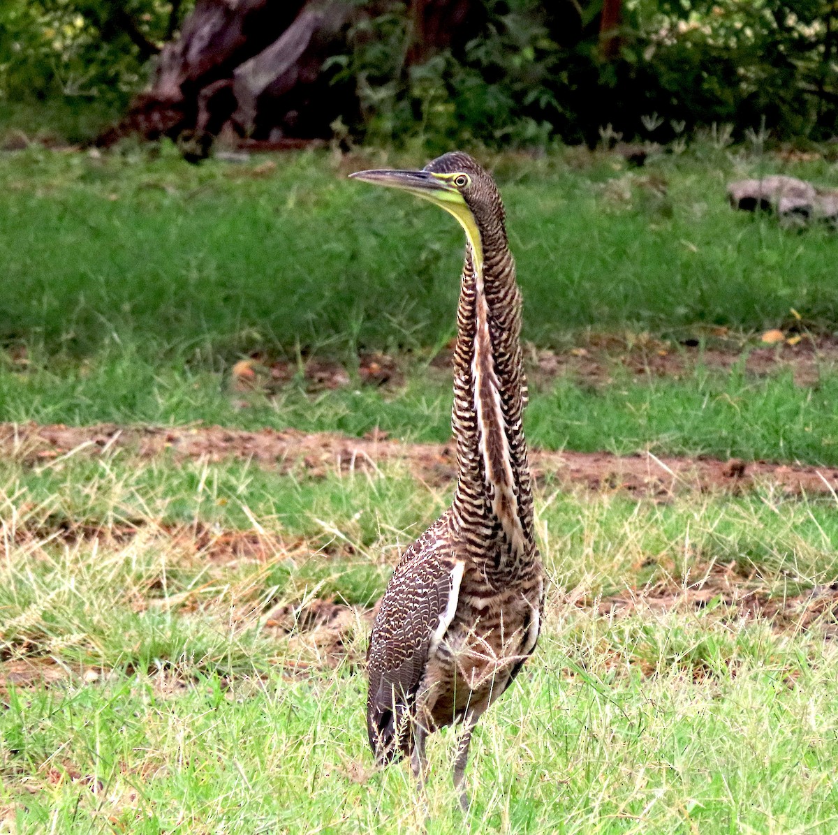 Bare-throated Tiger-Heron - ML644625061