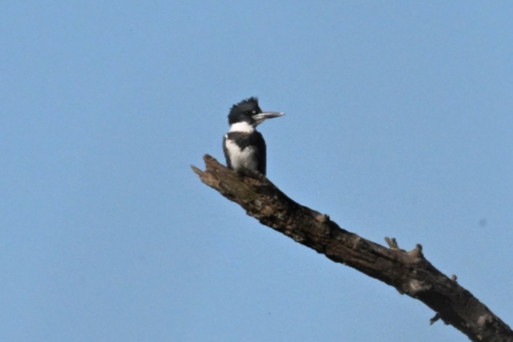Belted Kingfisher - ML644625063