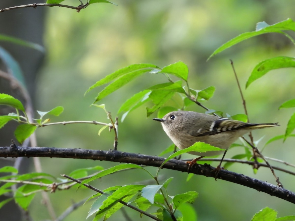 králíček americký - ML644625064