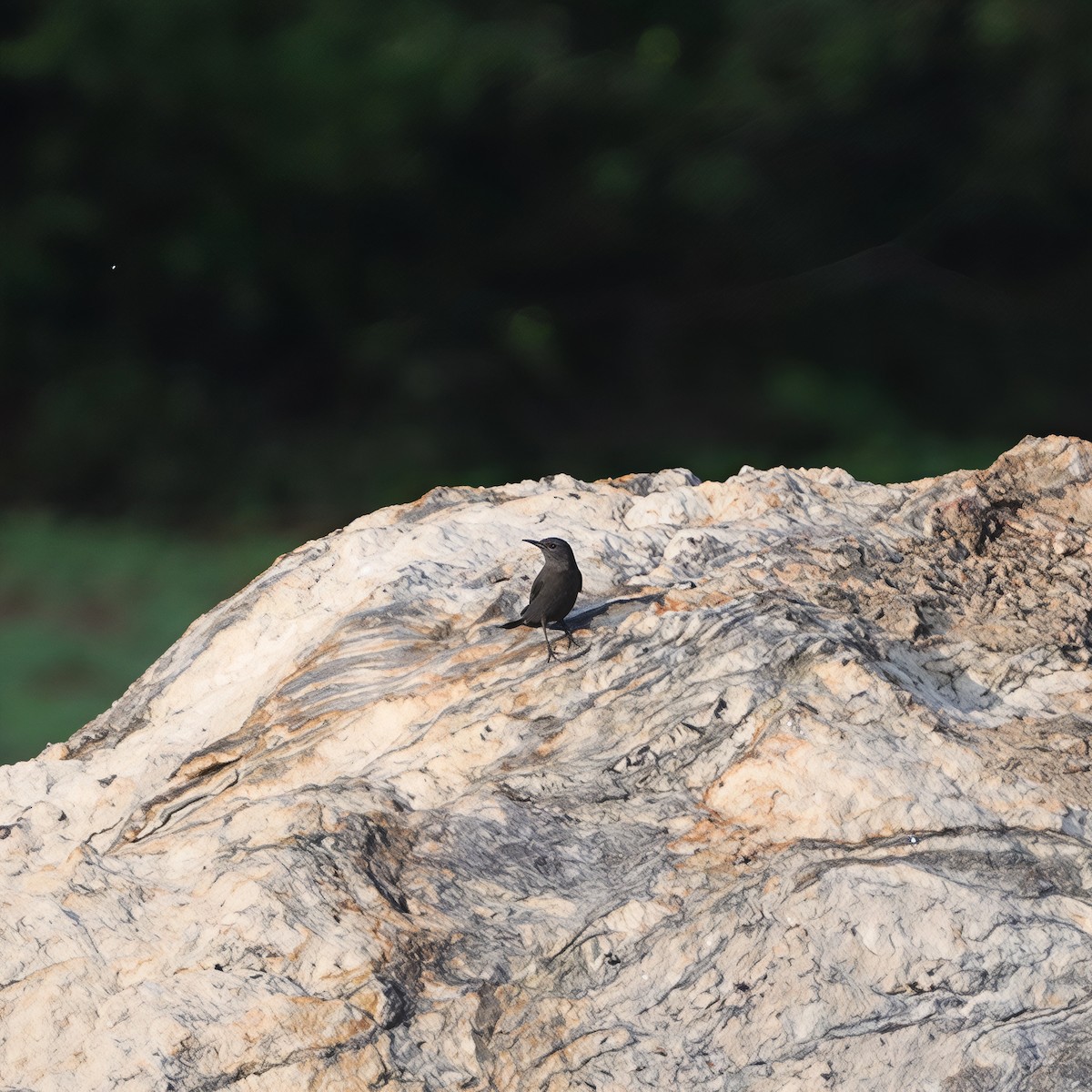 blåtrost - ML644625066