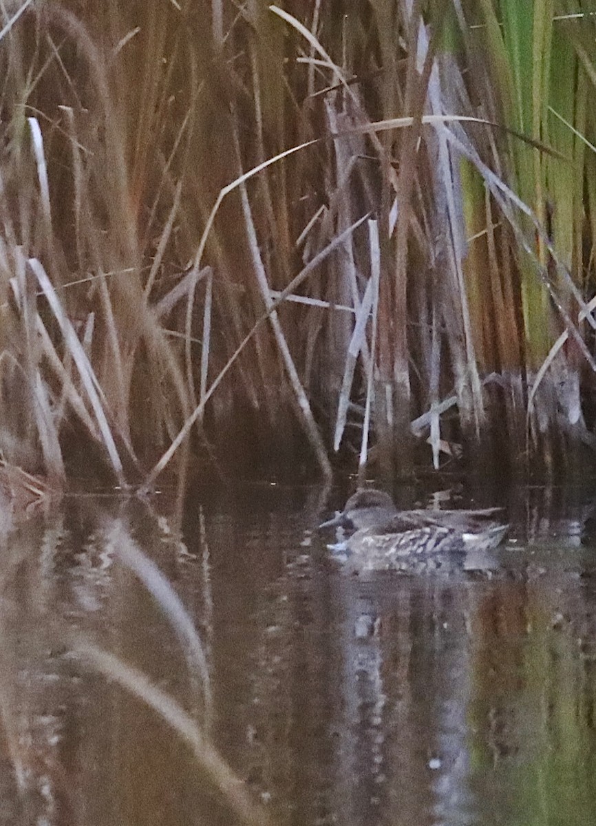 Green-winged Teal - ML644625070