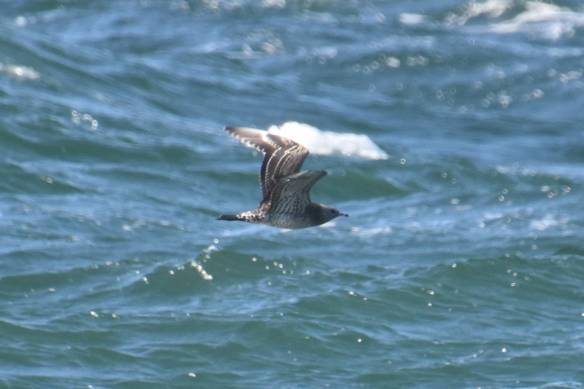 短尾賊鷗 - ML644625074