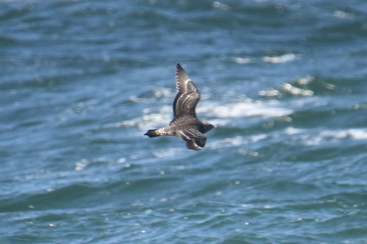 短尾賊鷗 - ML644625075