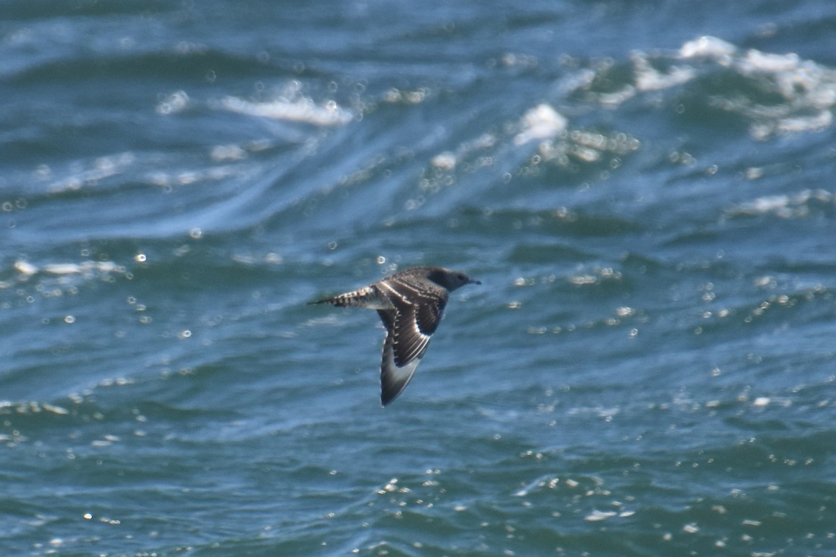 短尾賊鷗 - ML644625076