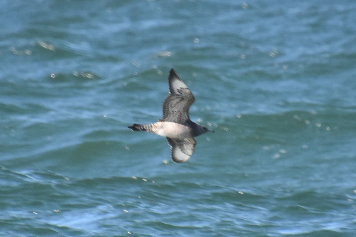 短尾賊鷗 - ML644625077