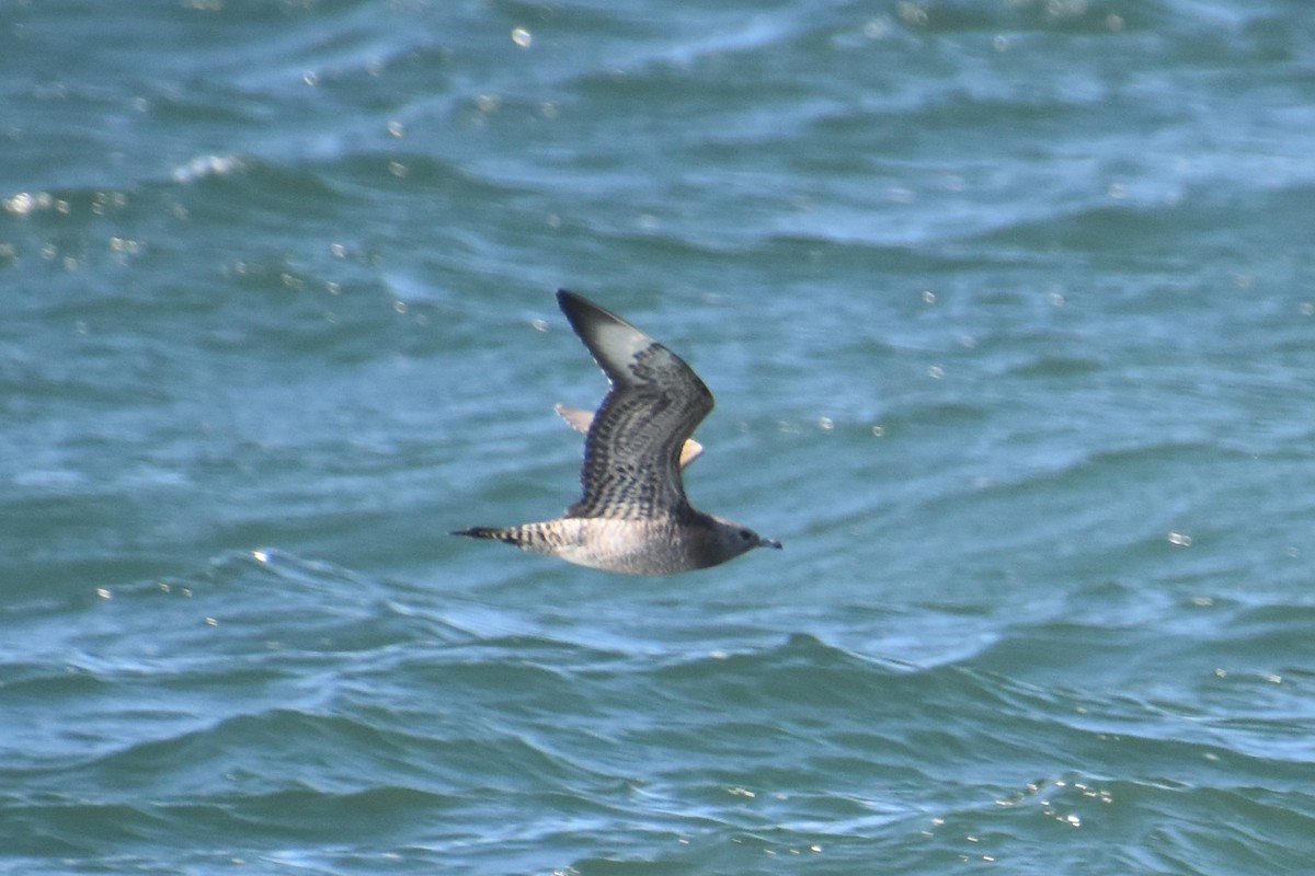 短尾賊鷗 - ML644625078