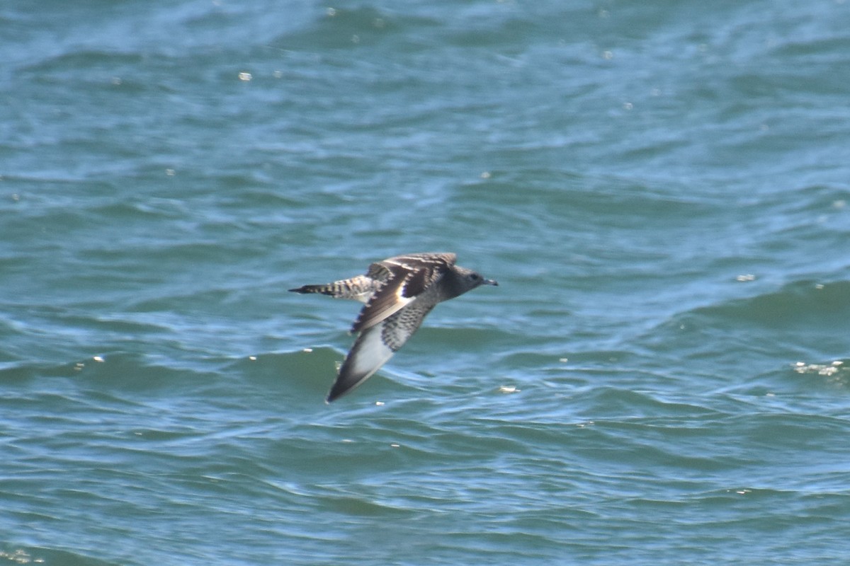 短尾賊鷗 - ML644625079