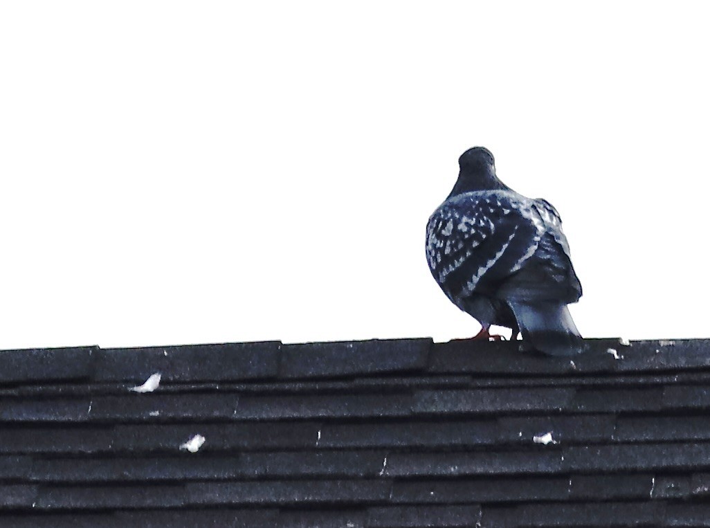 Голуб сизий (міський) - ML644625083