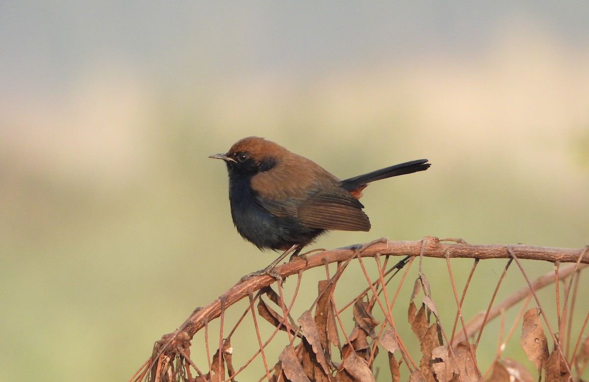 hinduskvett - ML644625088