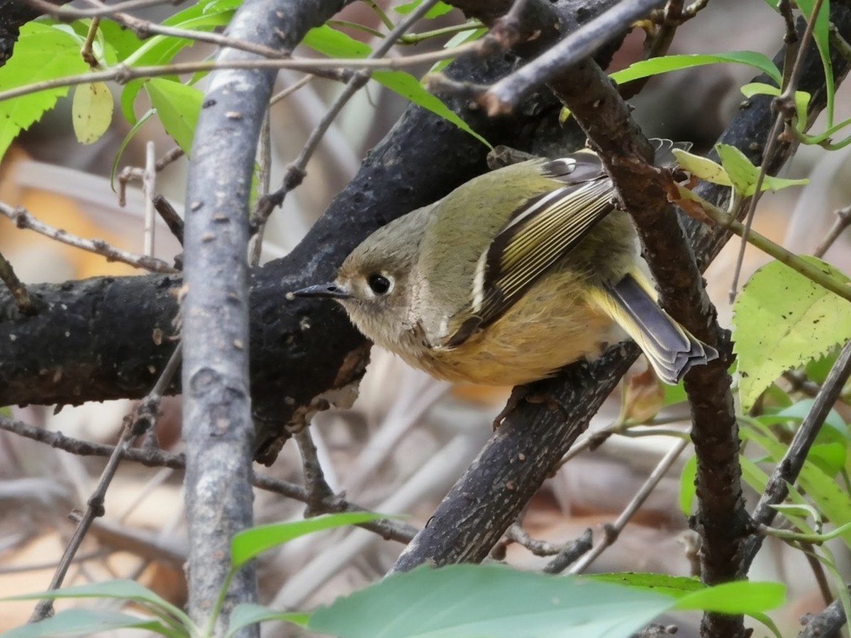 králíček americký - ML644625091