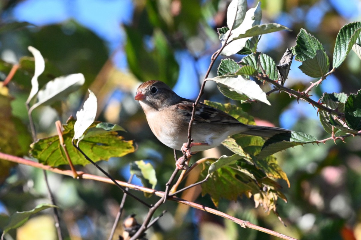 Field Sparrow - ML644625094