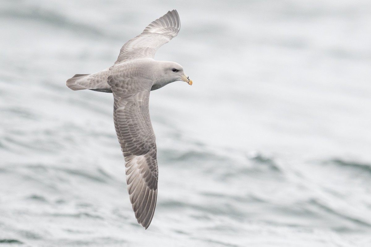 Fulmar boreala - ML644625095