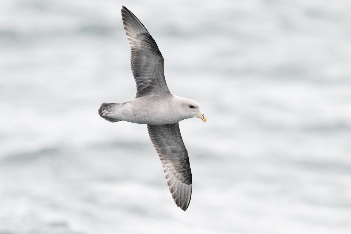 Fulmar boreala - ML644625096
