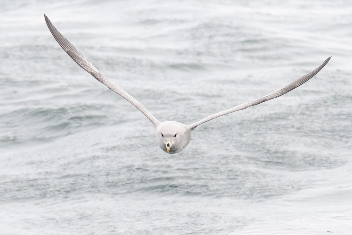 Fulmar boreala - ML644625097