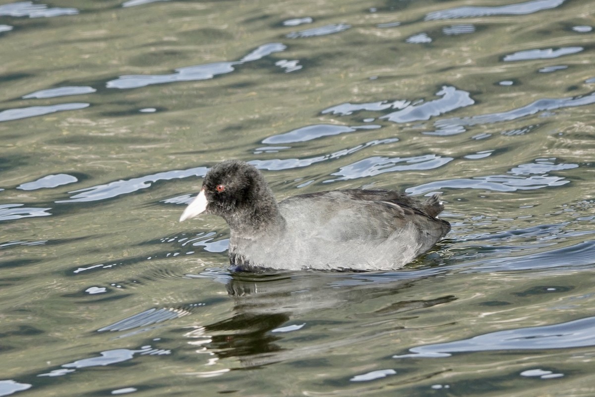 American Coot - ML644625098